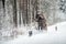 Horse with sledge in winter countryside