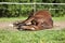 Horse sleep on meadow