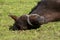 Horse sleep outside on pasture