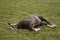 Horse sleep outside on pasture