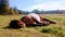 Horse sleeping