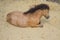 Horse sleeping in sand