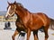 Horse and small black dog on the sand near the fence