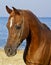 horse with a small white spot on his head standing on the coast against the sky and the sea