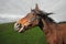 Horse smiles on a windy day in field