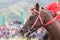 Horse Smiling in a Horse Race For Become a Winner Horse Racing in Takengon Aceh Indonesia