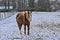 Horse in a snow covered meadow in the flemish countryside