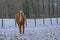 Horse in a snow covered meadow in the flemish countryside