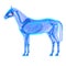 Horse Soft Palate - Horse Equus Anatomy - isolated on white