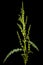 Horse sorrel, lat. Rumex confertus, isolated on black background