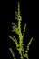 Horse sorrel, lat. Rumex confertus, isolated on black background