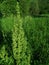 Horse sorrel on a meadow in the middle of summer,