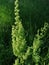 Horse sorrel on a meadow in the middle of summer,