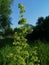 Horse sorrel on a meadow in the middle of summer,