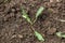 Horse sorrel weed in the garden. Rumex confertus leaf rosette