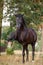 Horse spanish walk on command by black draft mare in summer