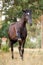 Horse spanish walk on command by black draft mare in summer