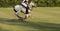 Horse speed in polo sport.