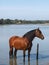 Horse Splashing in River