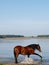 Horse Splashing in River