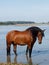 Horse Splashing in River