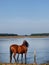 Horse Splashing in River