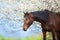 Horse on spring bloom