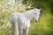 Horse in spring blossom tree