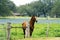 Horse with Spring Bluebonnets