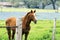 Horse with Spring Bluebonnets