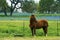 Horse with Spring Bluebonnets