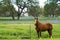 Horse with Spring Bluebonnets