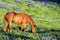 Horse with Spring Bluebonnets