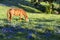 Horse with Spring Bluebonnets