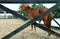 Horse in stable on a background of summer landscape