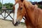 Horse in stable on a background of summer landscape