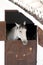 Horse at stable of Bullring arena in Ronda, Andalusia, Spain