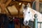 Horse in a stable on a farm in eastern Poland