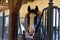 Horse in a stable on a farm in eastern Poland