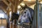 Horse in a stable on a farm in eastern Poland