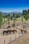 Horse Stables, Ronda, Andalucia, Spain