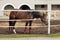 Horse in stabling