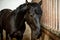 Horse in the stall