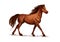 Horse or stallion, mustang running sketch