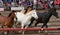 Horse stampede at a fair