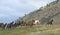 Horse stampede on Montana horse ranch