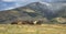 Horse stampede in Montana Montana foothillsfoothills