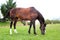 Horse stand eating grazing prairie in Pyrenees