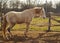 Horse stand in a paddock next to the fence