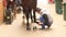 Horse at stand preparation for competition